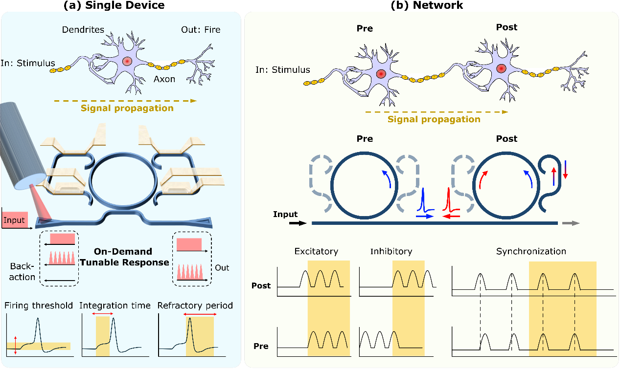 Programmable directional photonic spiking neuron based on a non-Hermitian silicon microresonator